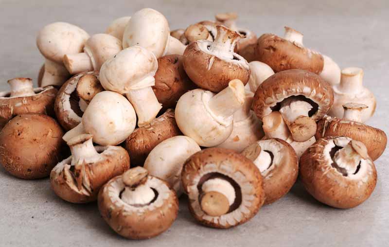 what do mushrooms taste like
