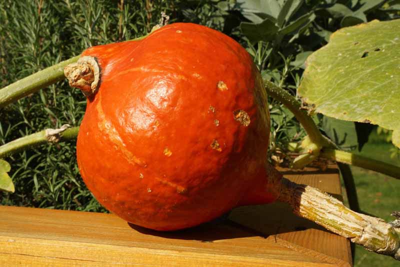 Hokkaido Pumpkin