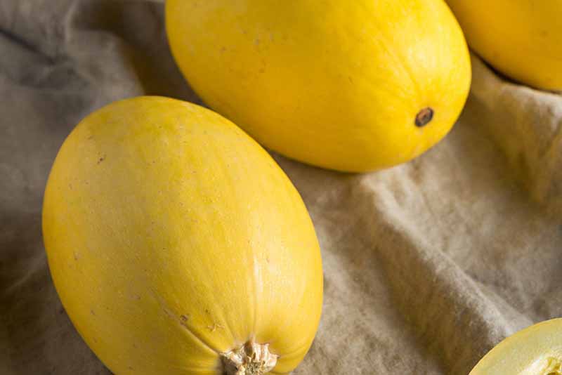 Spaghetti Squash Pumpkin