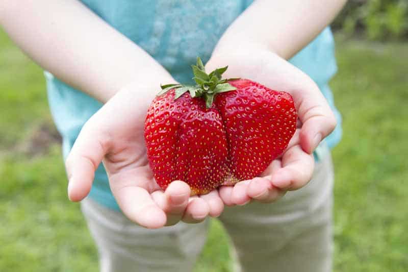 giant-ripe-strawberry
