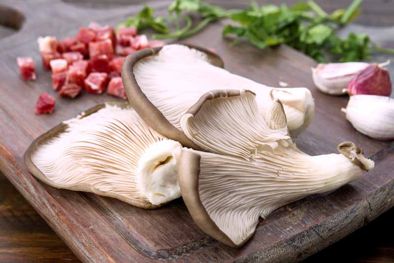 is it safe to eat raw mushrooms