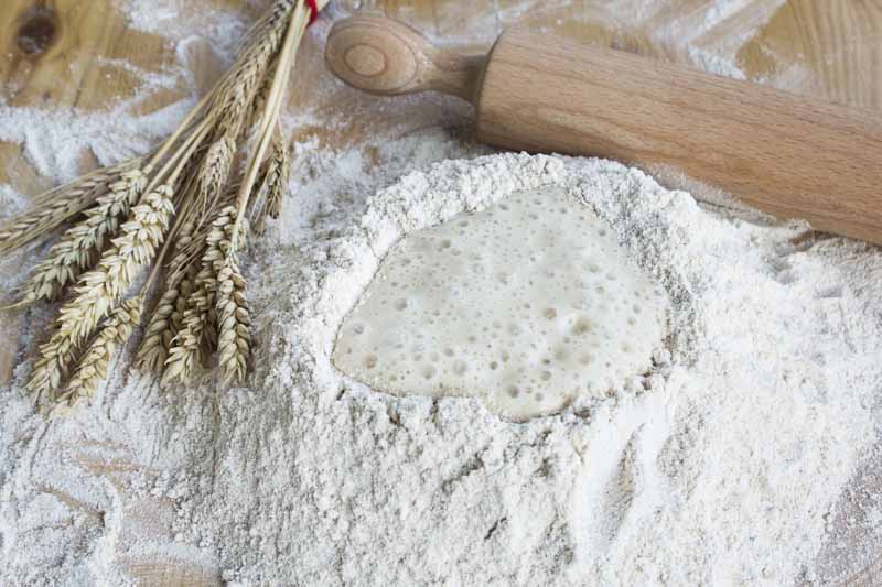 wheat flour for substitution