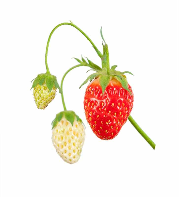 white-strawberry-bush