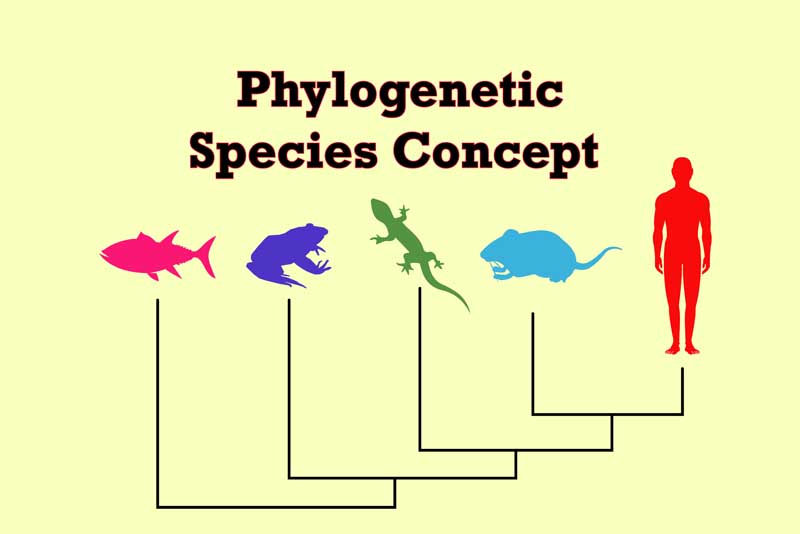 Phylogenetic Species Concept