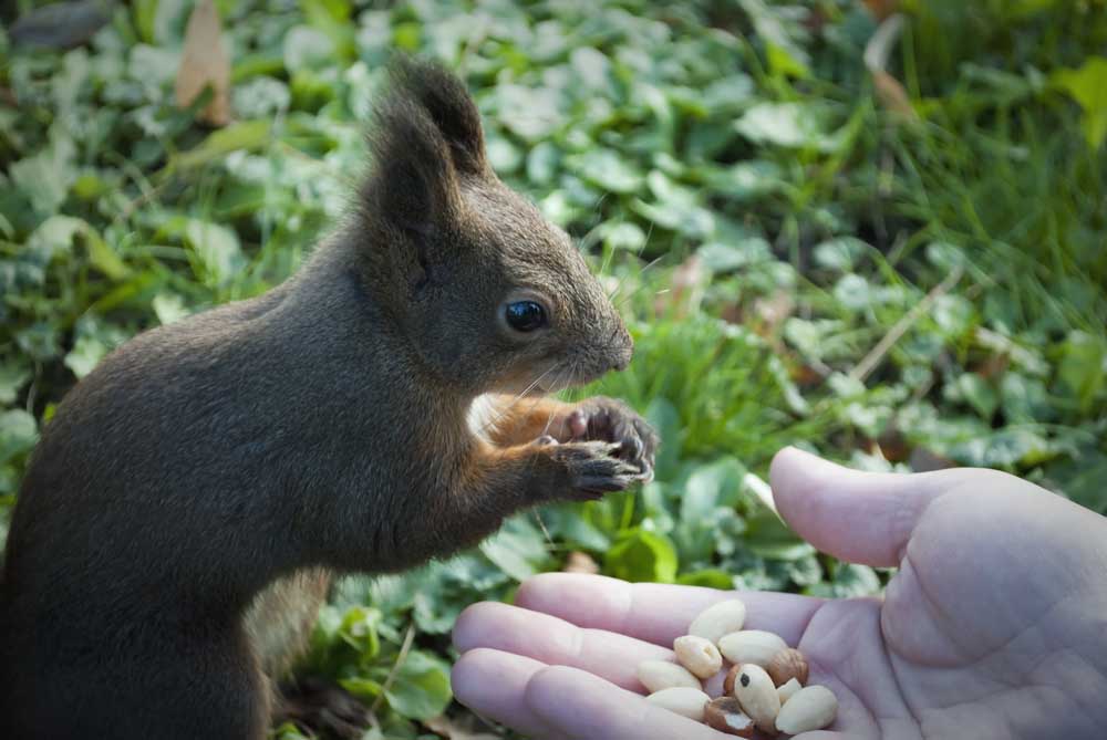 can squirrels have chocolate