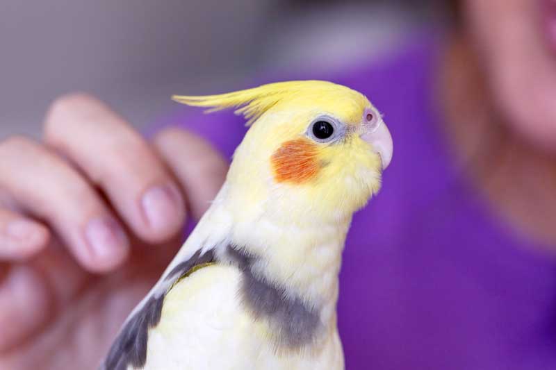 do birds get attached to their owners