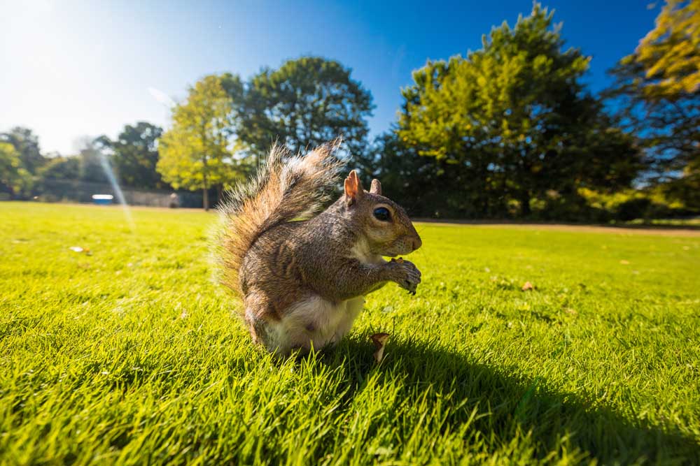 do squirrels eat chocolate