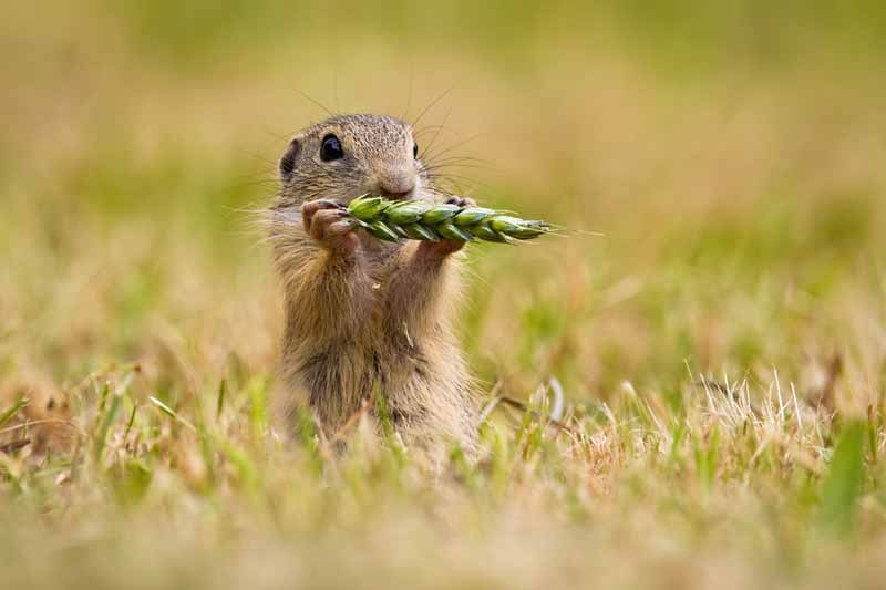 do squirrels eat meats