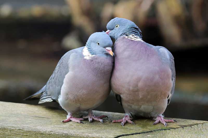 how do birds show affection
