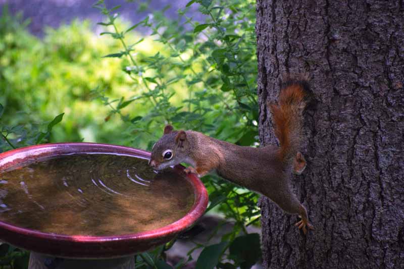 how do squirrels drink water