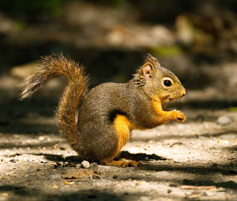 how long can a squirrel live without water