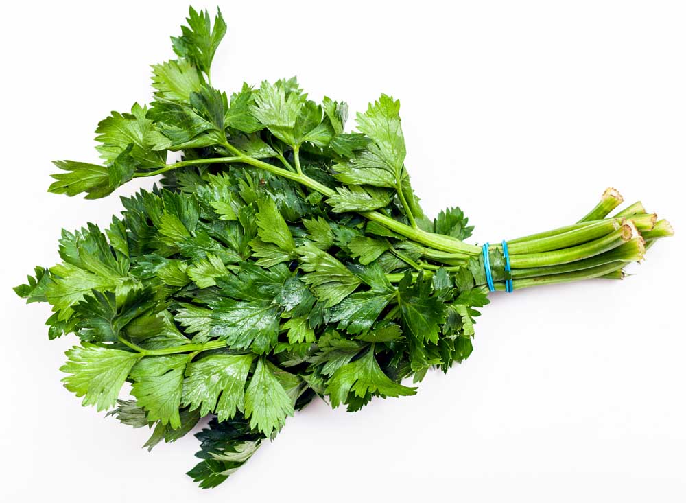 is celery leaves edible