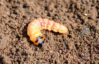 maggots on soil