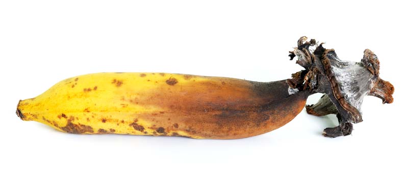 Bananas Turn Brown in The Refrigerator