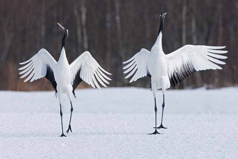 Birds Dancing