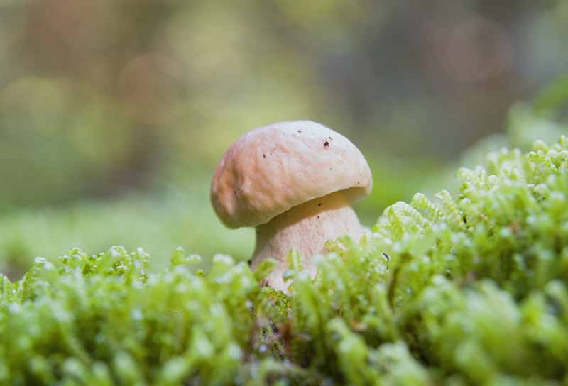 brown boletus growing