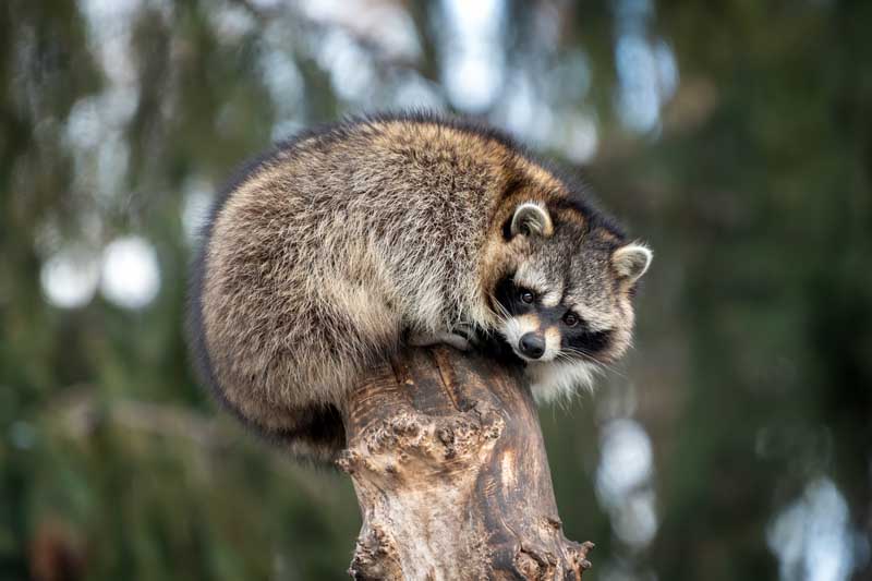 Raccoon on a tree