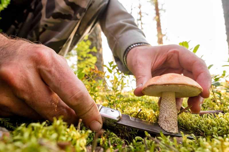 Mushroom Pickers