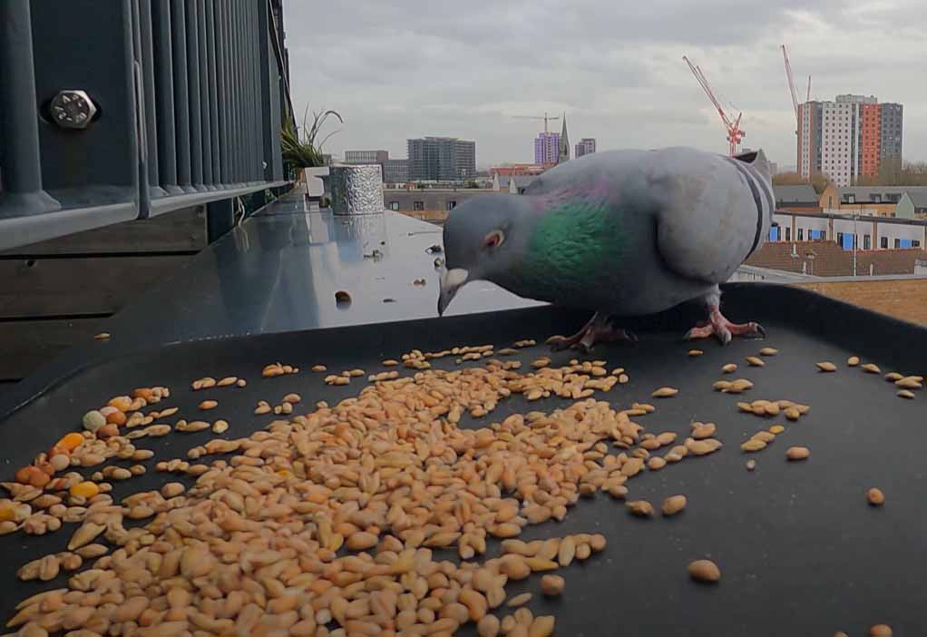 Pigeon eating Seeds And Grains