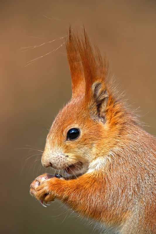 Squirrels Sharpen Their Teeth