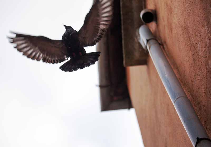 Why-Do-Birds-Fly-into-Houses