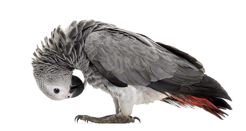 African gery parrot feather-picking in front of a white background