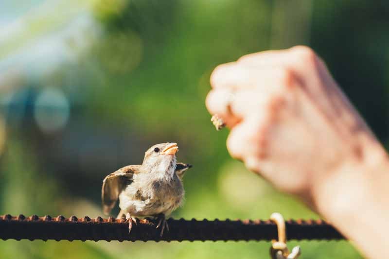 baby bird eating