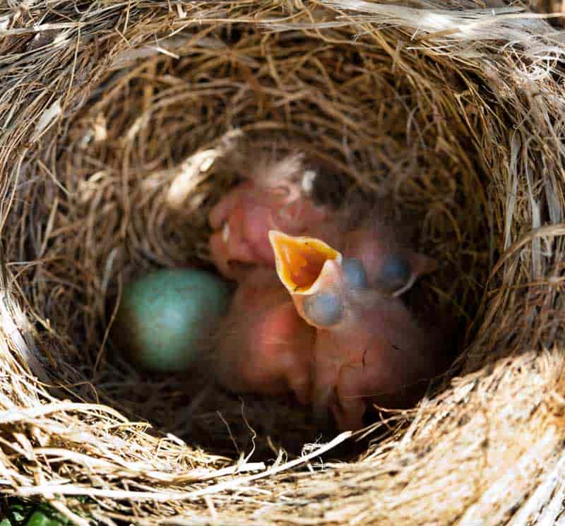 baby-blackbirds-in-the-nest