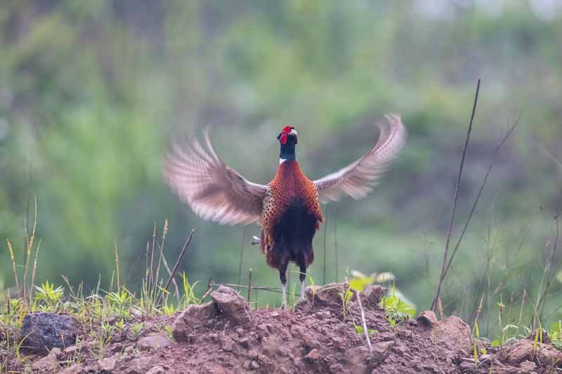 common pheasant flapping wings