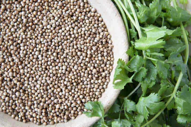 coriander-seeds-and-cilantro-leaves