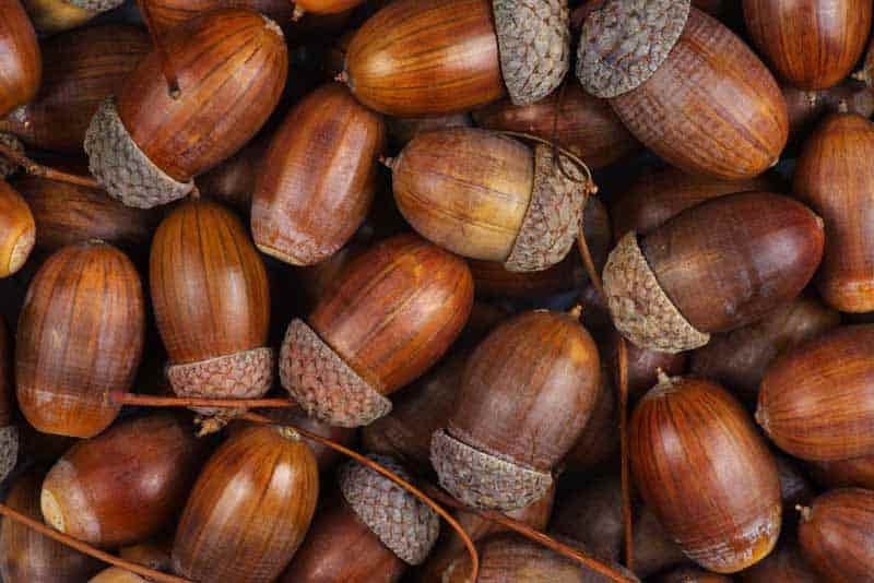 dried-acorns