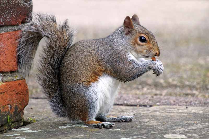 eastern-grey-squirrel