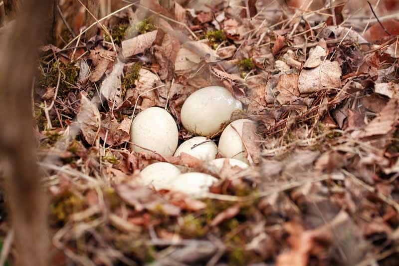 eggs-lying-in-nest