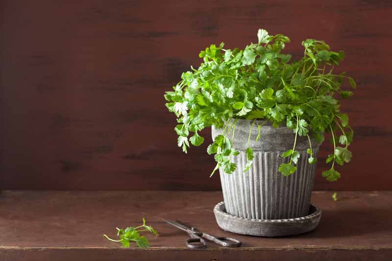 fresh-cilantro-herb-in-flowerpot