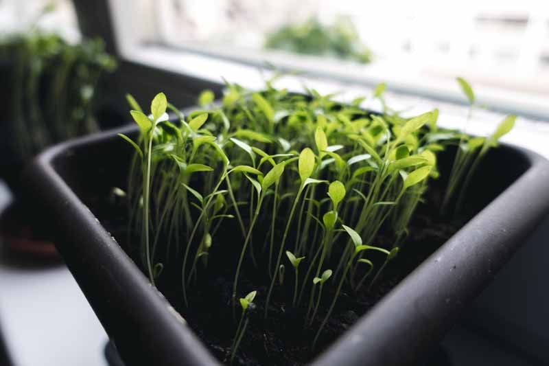 growing-cilantro-seeds-in-a-pot