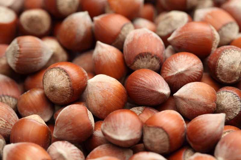 hazelnuts