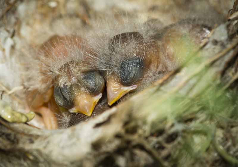nest-and-nestlings