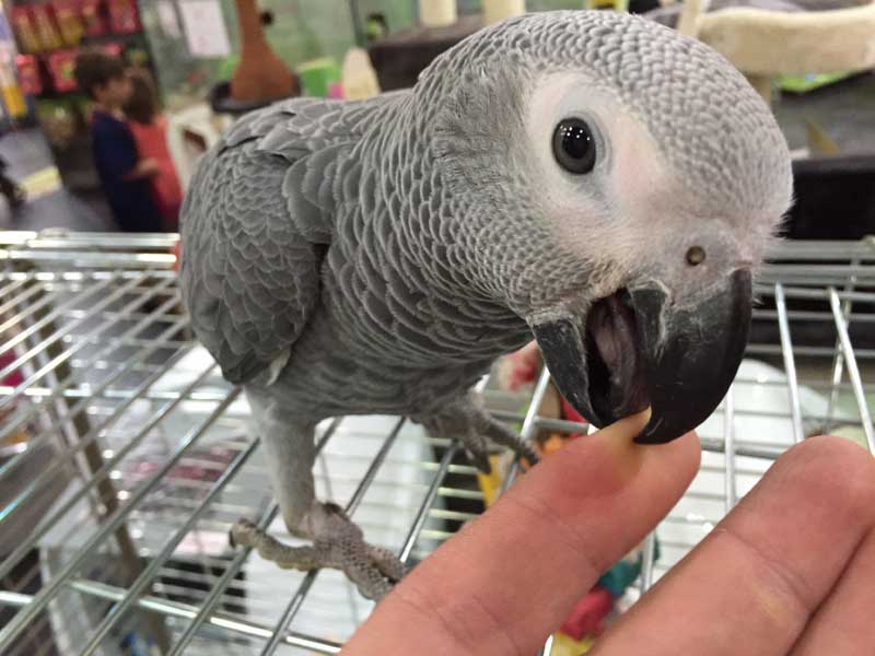 My Bird Bite Me