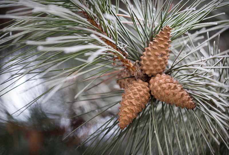 pine-cones-and-branches