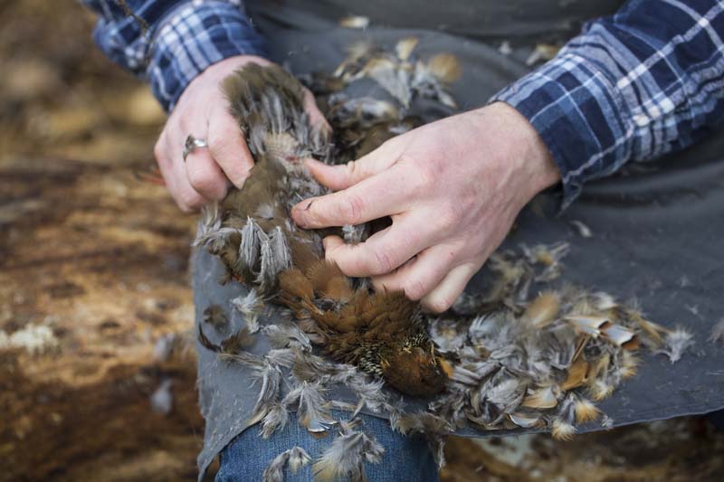 pluck feathers from a dead bird