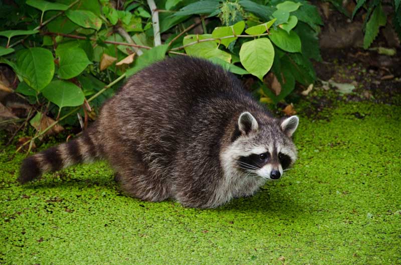 raccoon jumping