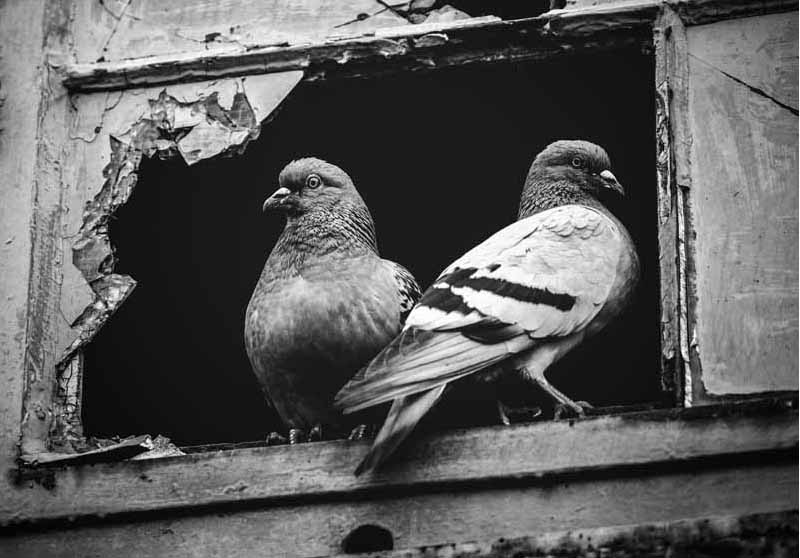 two-pigeons-sitting-together