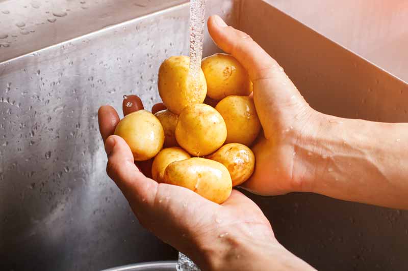 washing-potatoes.