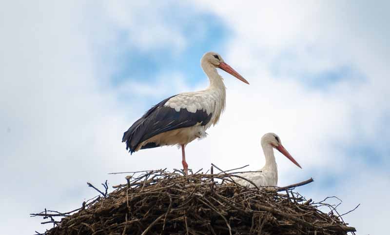 Birds Build Nests Before They Mate