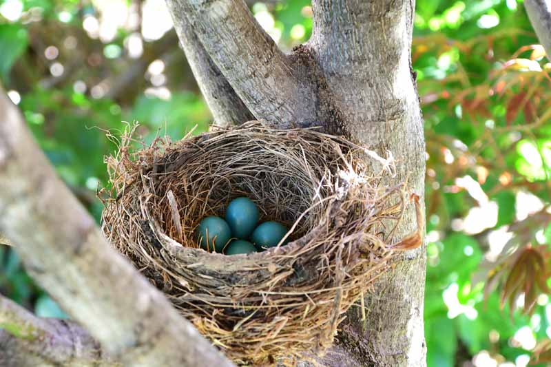 Can Birds Move Their Eggs to Another Nest