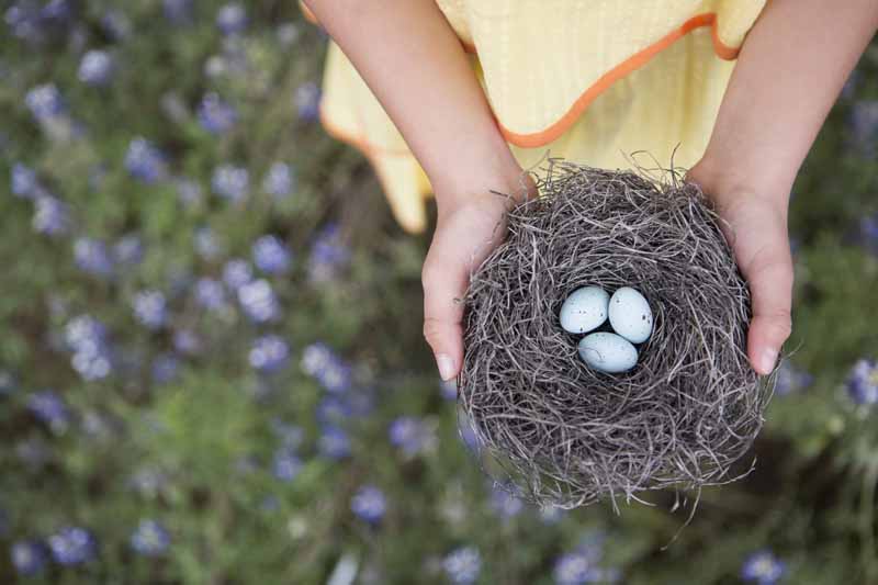 How To Relocate a Birds Nest with Eggs