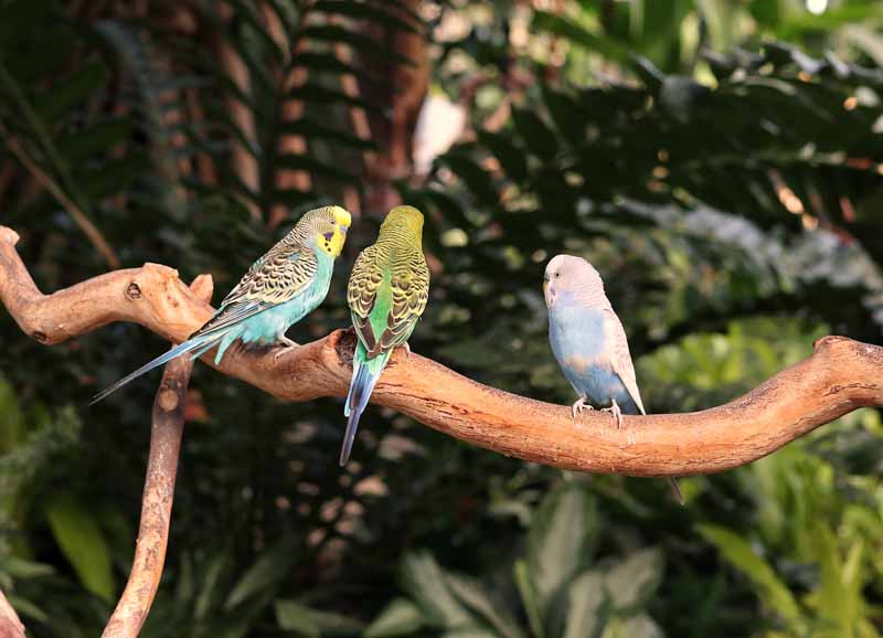 budgies-having-a-discussion