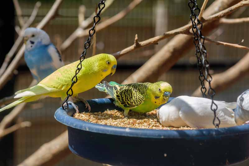 colorful-parakeets-on-a-feeder