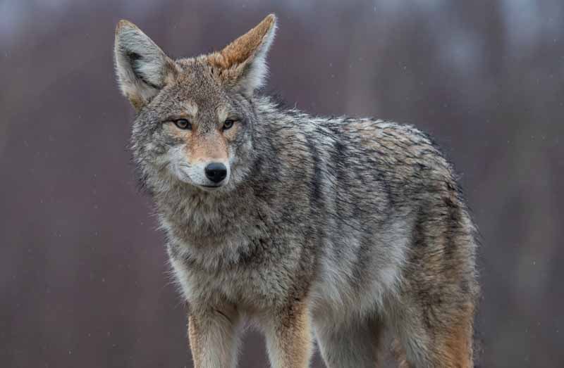 Do Wolves Eat Coyotes? Which Are More Dangerous Wolves Are Coyotes?