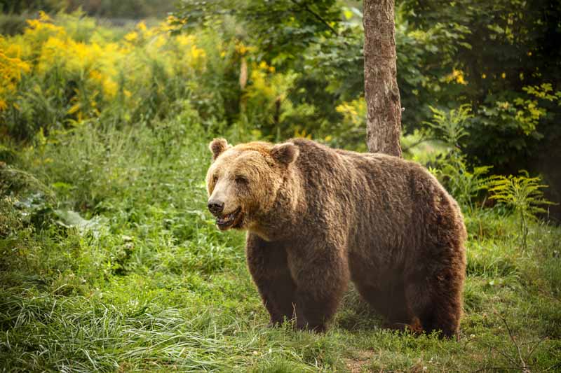 european-brown-bear